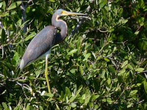 Port Canaveral attractions