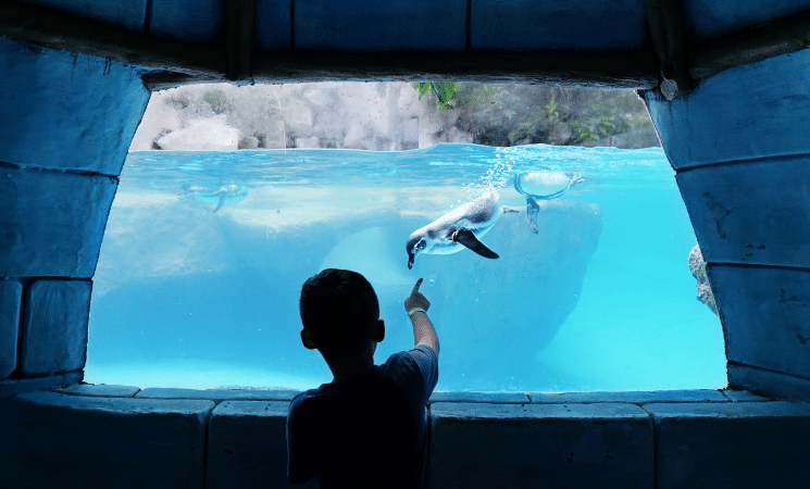 3 Amazing Florida Wildlife Encounters