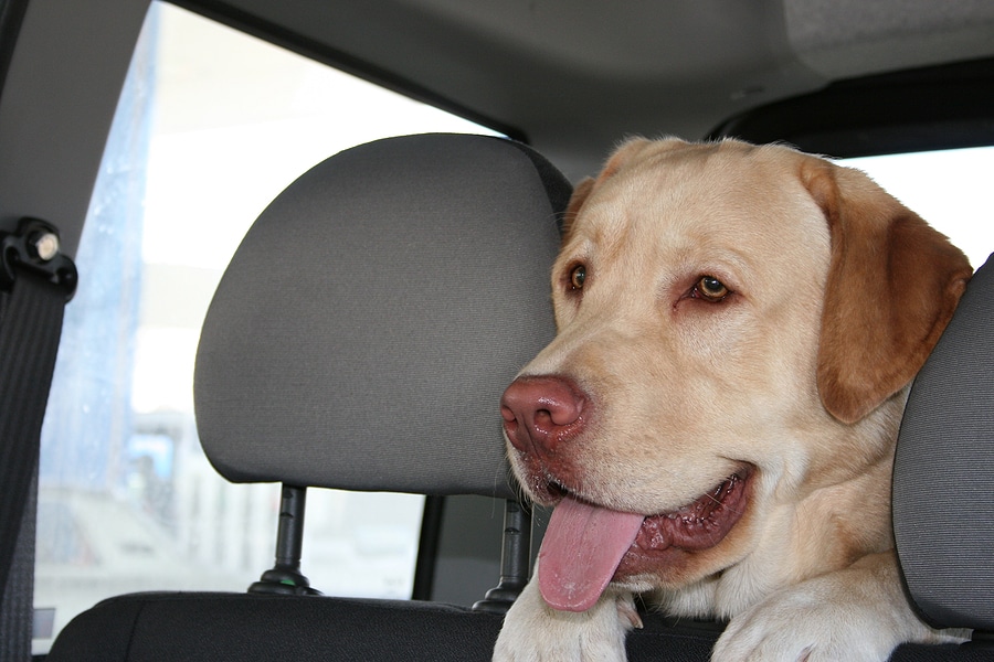 Pet-Friendly Van Travel Tips