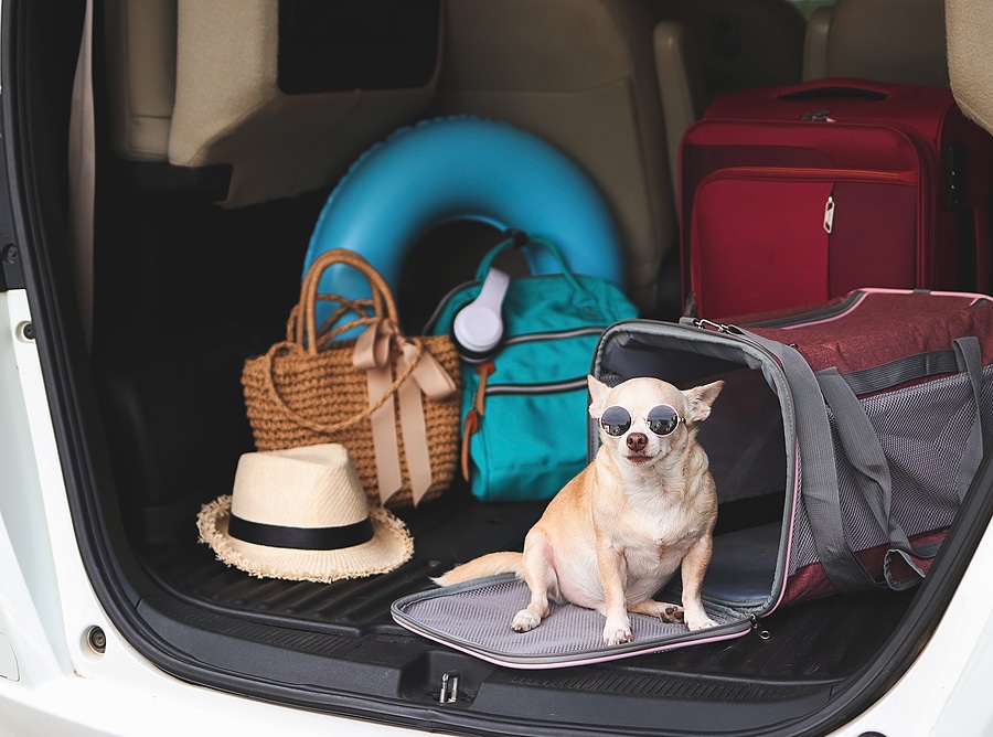 Safety Tips for Traveling with Your Dog