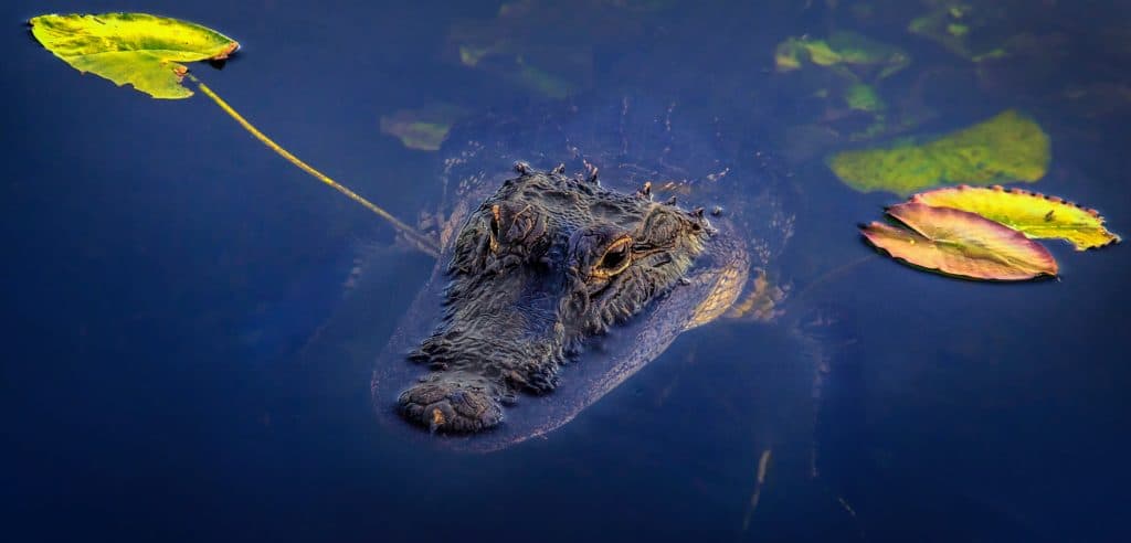 Strap In for Your Everglades Tour