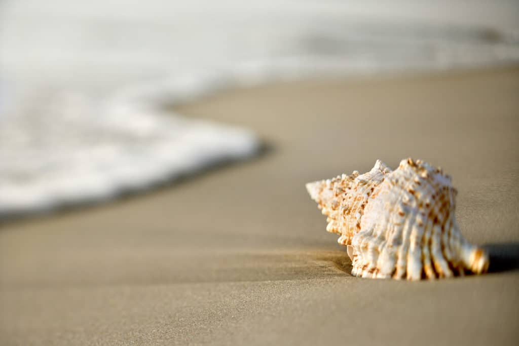 Top 3 Florida Beaches for Shelling