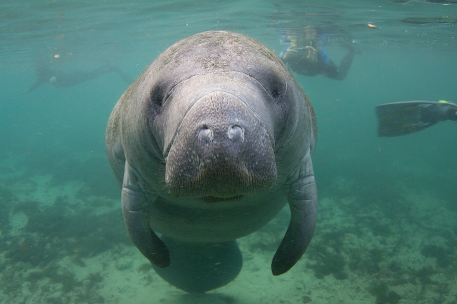 What You'll Need to Swim with the Manatees