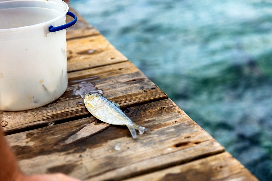 5 Florida Fishing Laws You Need to Know