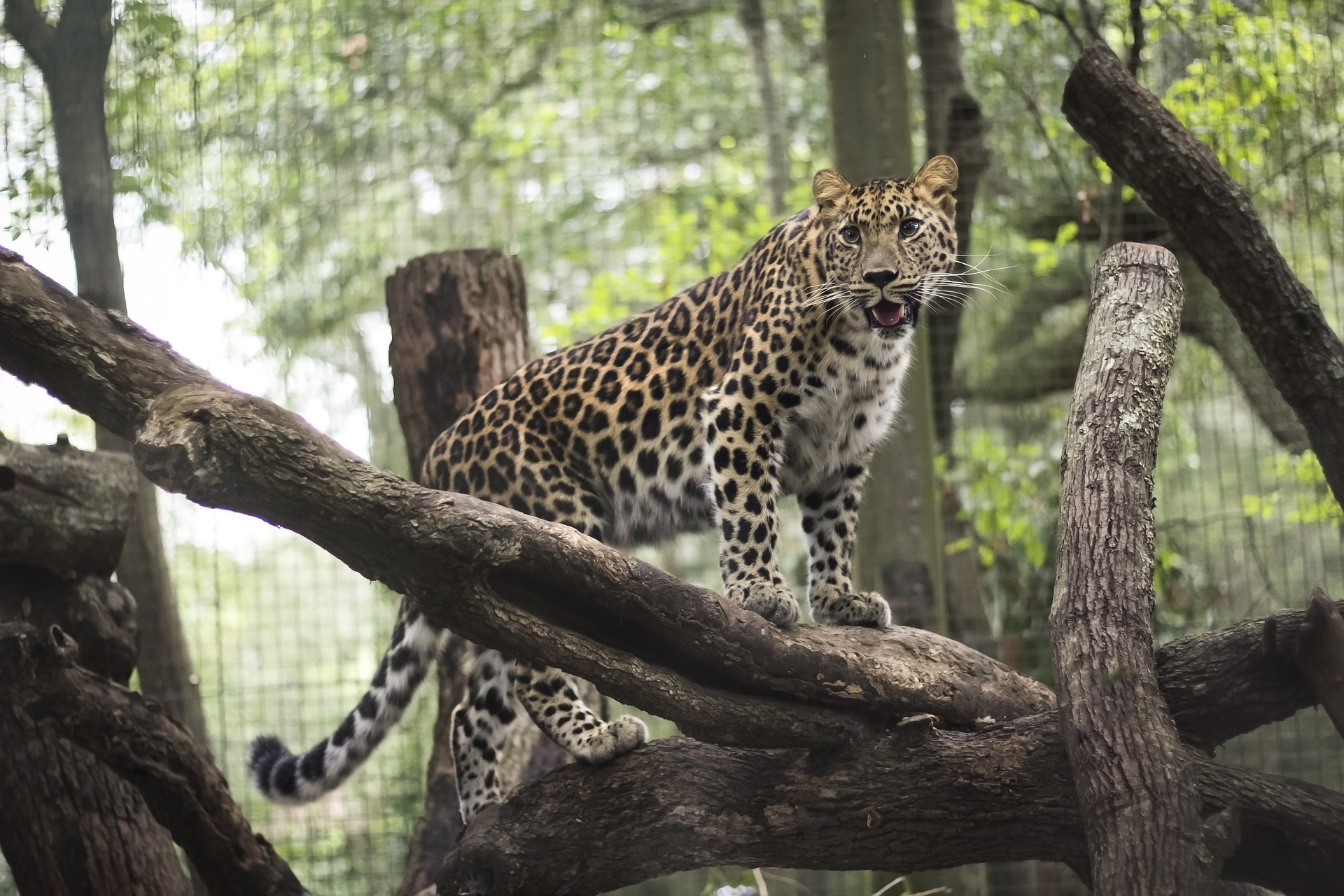 Go Wild at the Jacksonville Zoo