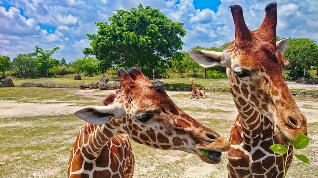 Go Wild at Zoo Miami